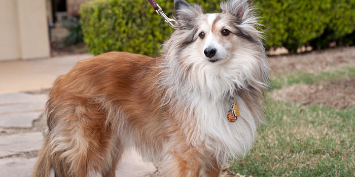 World Series of Dog Shows
