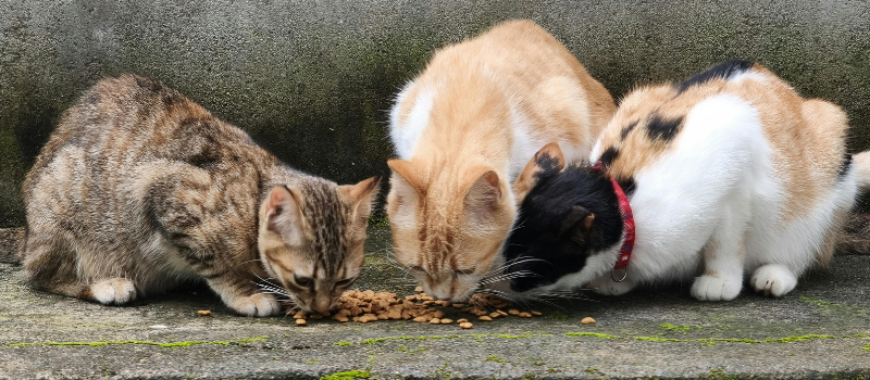 Three Cats Eating