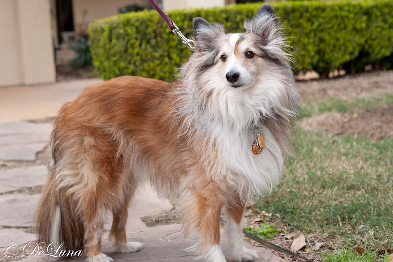 World Series of Dog Shows