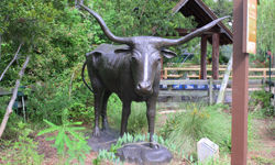 Texas Longhorn