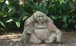 Untitled (Orangutan)