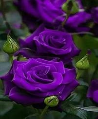 Purple Roses